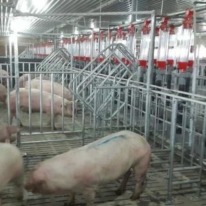 jaula de gestación para porcinos 1