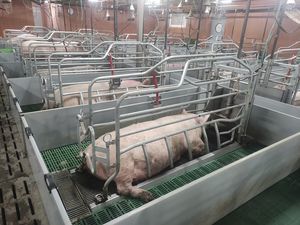 caja de parto para porcinos 1
