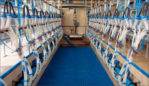 sala de ordeño para cabras 1