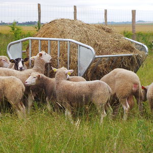 contenedor de alimento para cabras