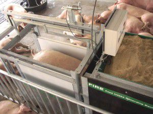 estación de alimentación para porcinos