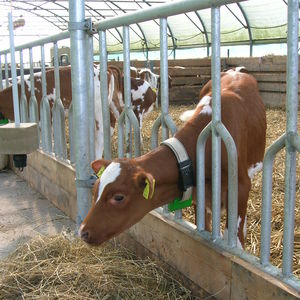 cornadiza para vacas