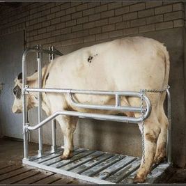 jaula de tratamiento para vacas