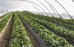 recubrimiento para horticultura multicapas