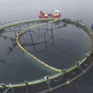 red para la acuicultura de calibrado de pescados