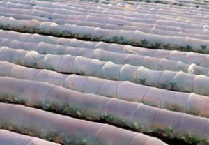 film para el cultivo forzado