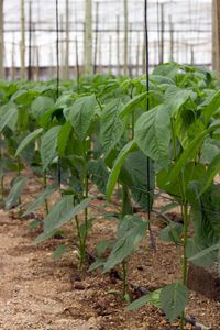 cordel agrícola de soporte de cultivos