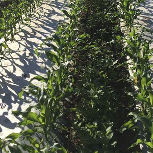 recubrimiento para horticultura biodegradable