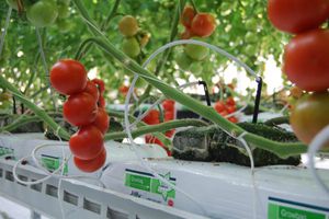 bolsa para cultivo para cultivo sin suelo