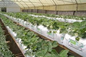 bolsa para cultivo para cultivo sin suelo