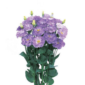 semillas de flores violetas