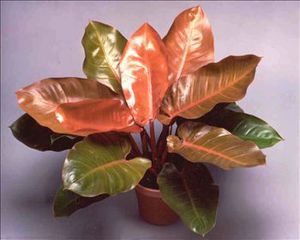 planta verde perenne