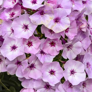 plantón floral perenne