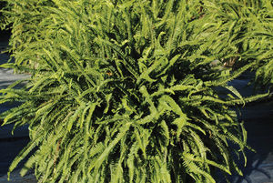 planta verde perenne