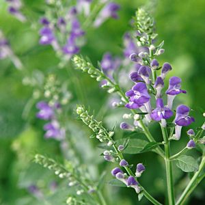 plantón floral perenne