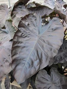 planta verde perenne