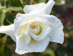 plantón floral blanco