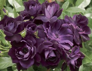 plantón floral violeta