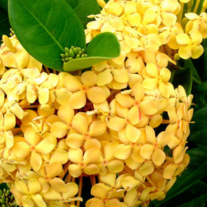 arbusto con flor para maceta