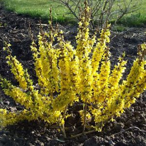 arbusto con flor para macizo