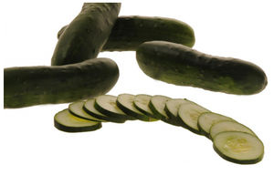 semilla de pepino resistente a la antracnosis