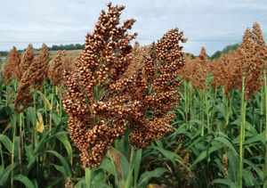 semillas de sorgo semitardías