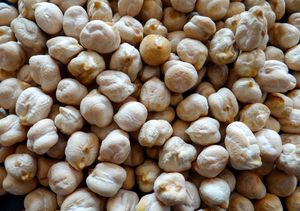 semillas de garbanzos semiprecoces