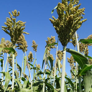 semillas de sorgo semitardías