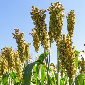 semillas de sorgo semitardías