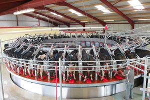 sala de ordeño para vacas