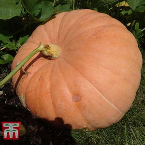 semillas de calabaza precoces