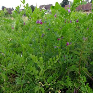 cubierta vegetal de vicia