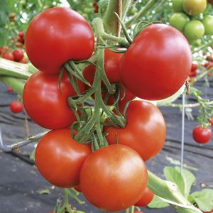 semillas de tomate rojas