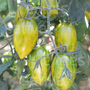 semillas de tomate verdes