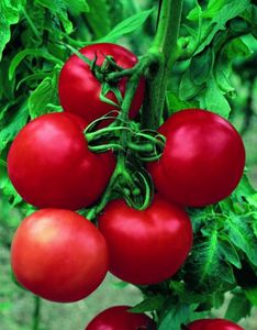 semilla de tomate roja