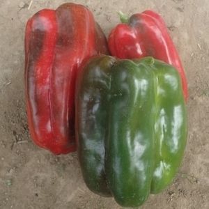 semillas de pimiento verdes