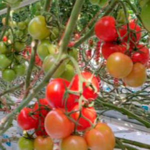 semilla de tomate roja