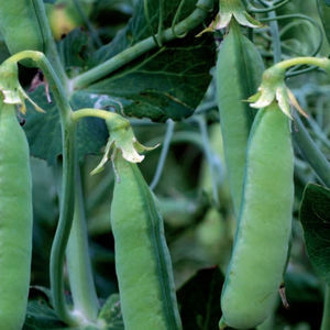 semillas de guisantes proteinógenos semitardías