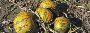 semillas de calabaza resistentes al mosaico