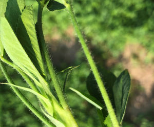 cubierta vegetal de alfalfa