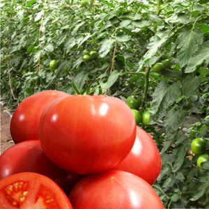 semillas de tomate rosa