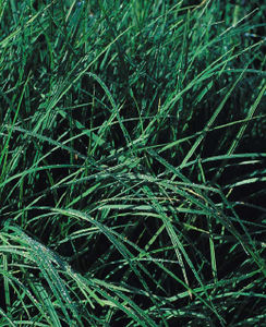 fertilizante orgánico