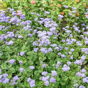 semillas de flores anuales