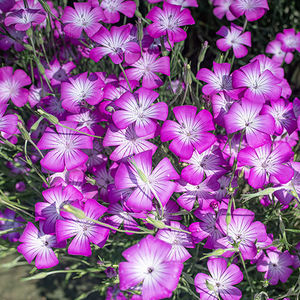 semillas de flores anuales