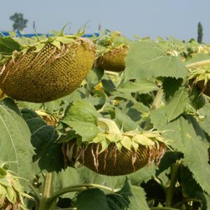 semillas de girasol semiprecoces