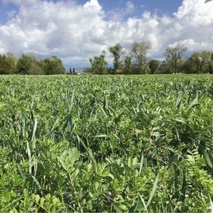 mezcla de cubiertas vegetales 1