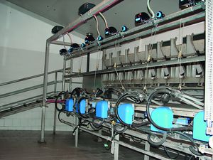 sala de ordeño para cabras