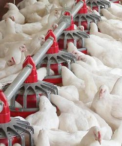 bandeja de alimentación para aves de corral 1