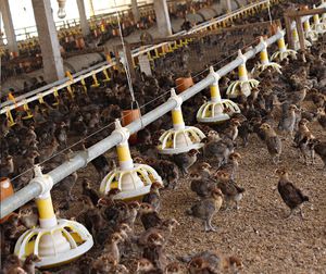 equipo de alimentación para aves de corral