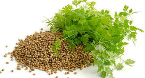 semillas de cilantro anuales